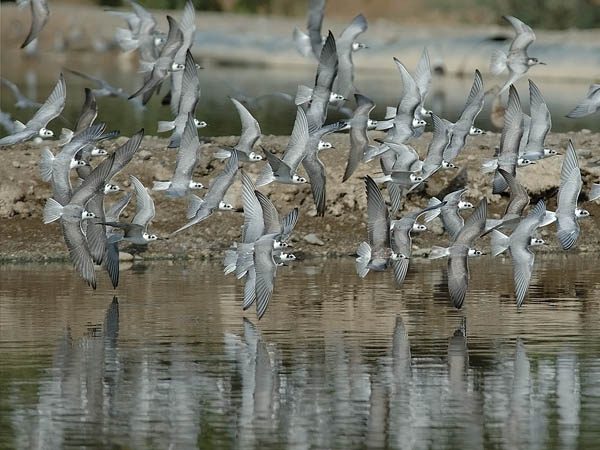 Valkosiipitiira, White-winged Tern, Chlidonias leucopterus
